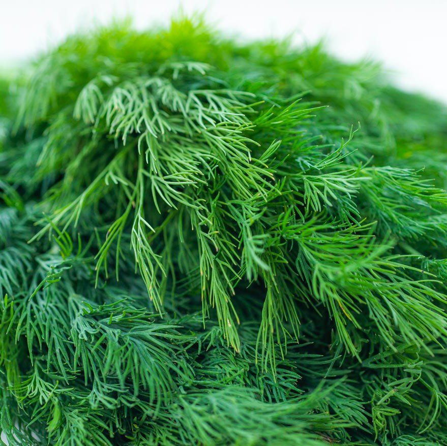 Насіння кропу Ділл, 1г, Clause, Франція, насіння Леда Агро 2