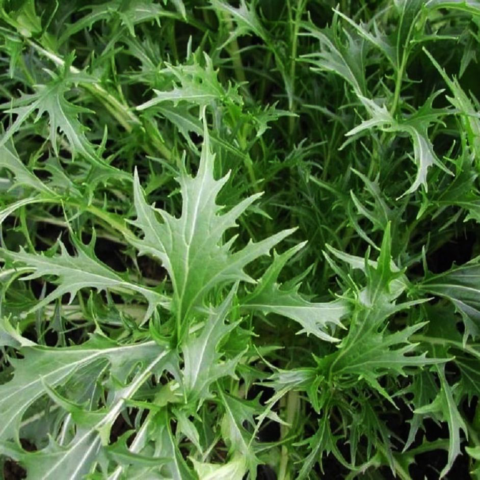 Насіння гірчиці японської Зелена Мізуна, 0.5г, Hem, Голландія, насіння Леда Агро 2