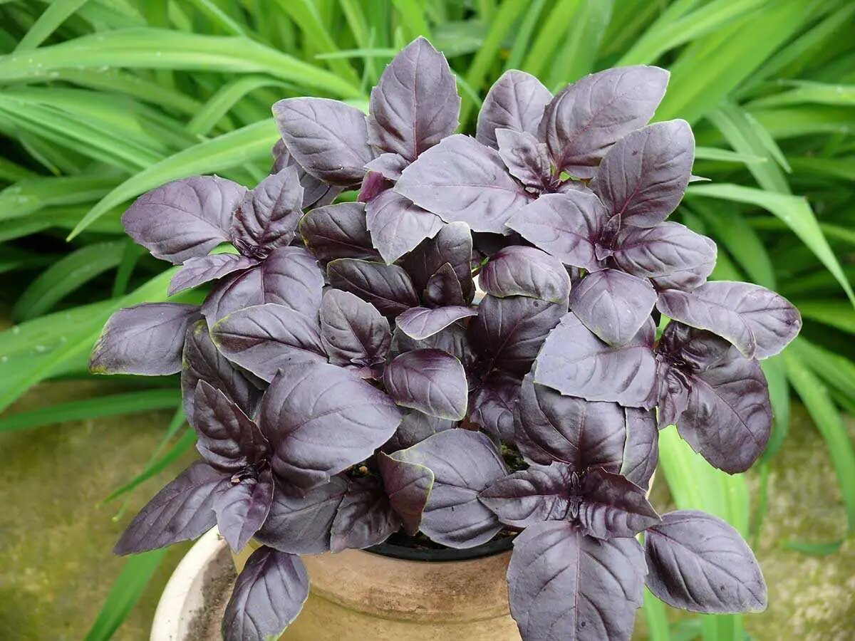 Насіння базиліка червоного Ред Рубін, 0.3г, Італія, насіння Леда Агро 2