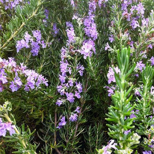 Насіння розмарину Розі, 0.03г, насіння Леда Агро 2