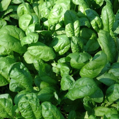 Насіння шпинату Лагос, 2 г, Clause, Франція, насіння Леда Агро 3