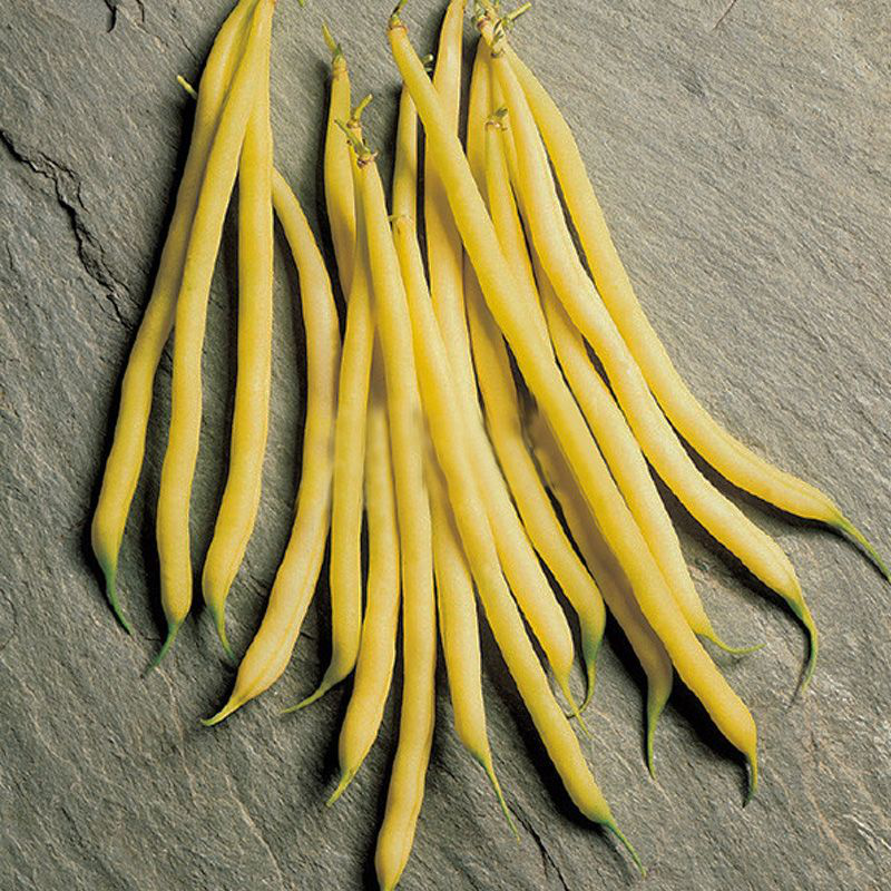 Насіння квасолі спаржевої Фруідор, 20шт, Clause, Франція, насіння Леда Агро 2