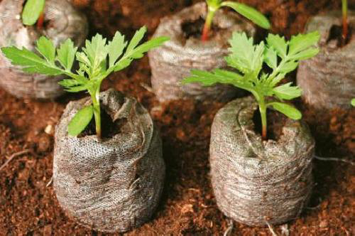 Торф'яна таблетка Ellepress (Еллепресс) 50шт, 36мм, TM RosLa (Зростала) 7