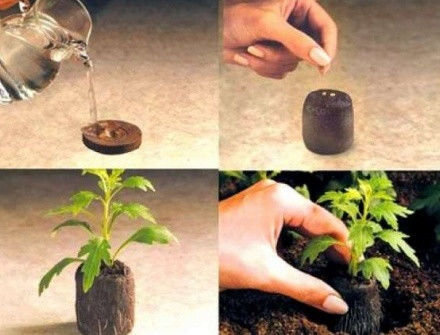 Торфяная таблетка Ellepress (Еллепресс) 50шт, 36мм, TM ROSLA (Росла) 6