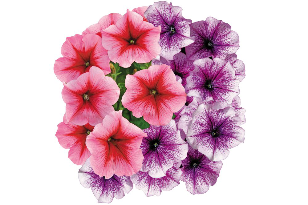 Насіння петунії Нана F1, вишукана суміш, 10шт, Cerny, Чехія, насіння Леда Агро 2