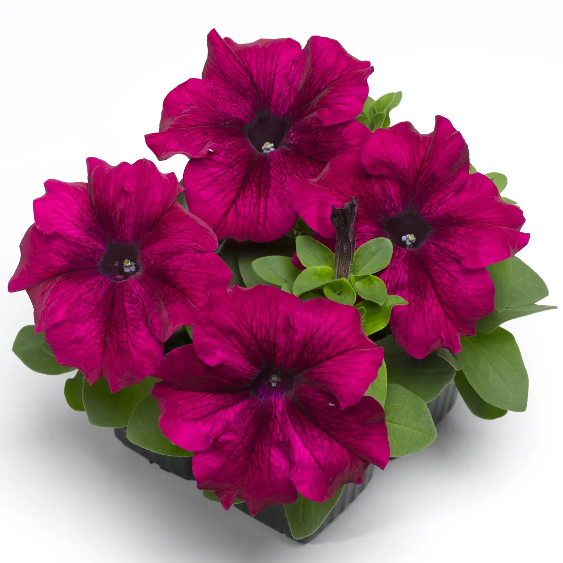 Насіння петунії Танго F1 бургунди, 20шт, Hem, Голландія, Професійне насіння 2