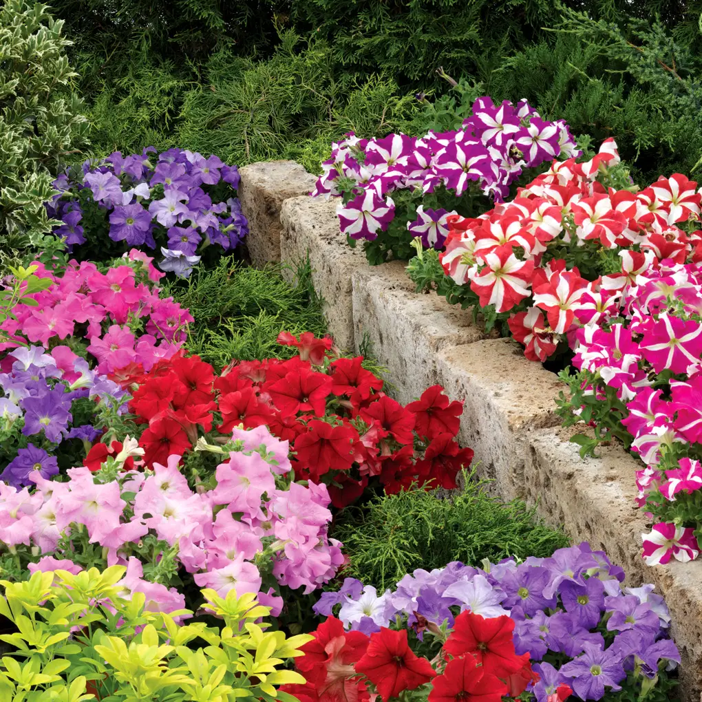 Семена петунии Браво смесь, 20шт, Syngenta, Голландияя, Професійне насіння 2