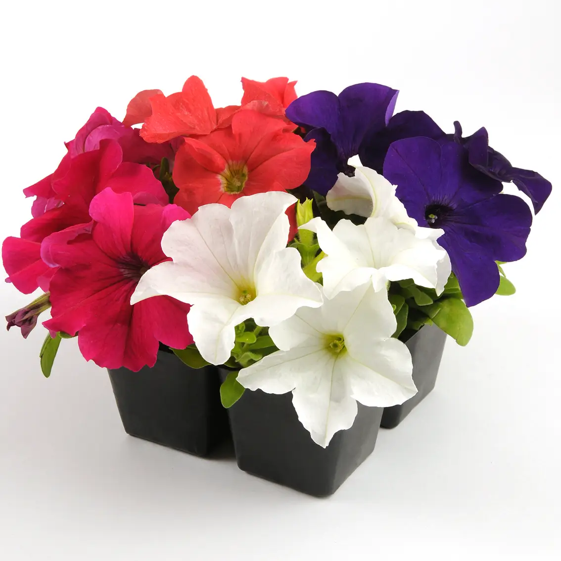 Семена петунии Мамбо F1 смесь, 20шт, Hem, Голландия, Професійне насіння 2