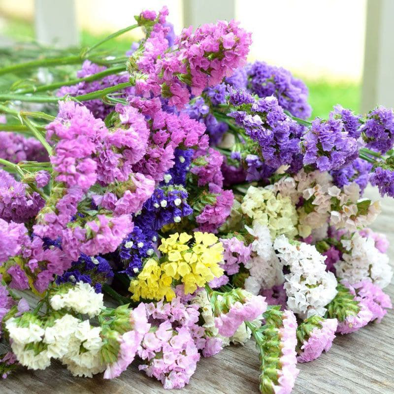 Насіння кермеку Пасіфік суміш 0.1 г, Hem, Голландія, Льода Агро 2