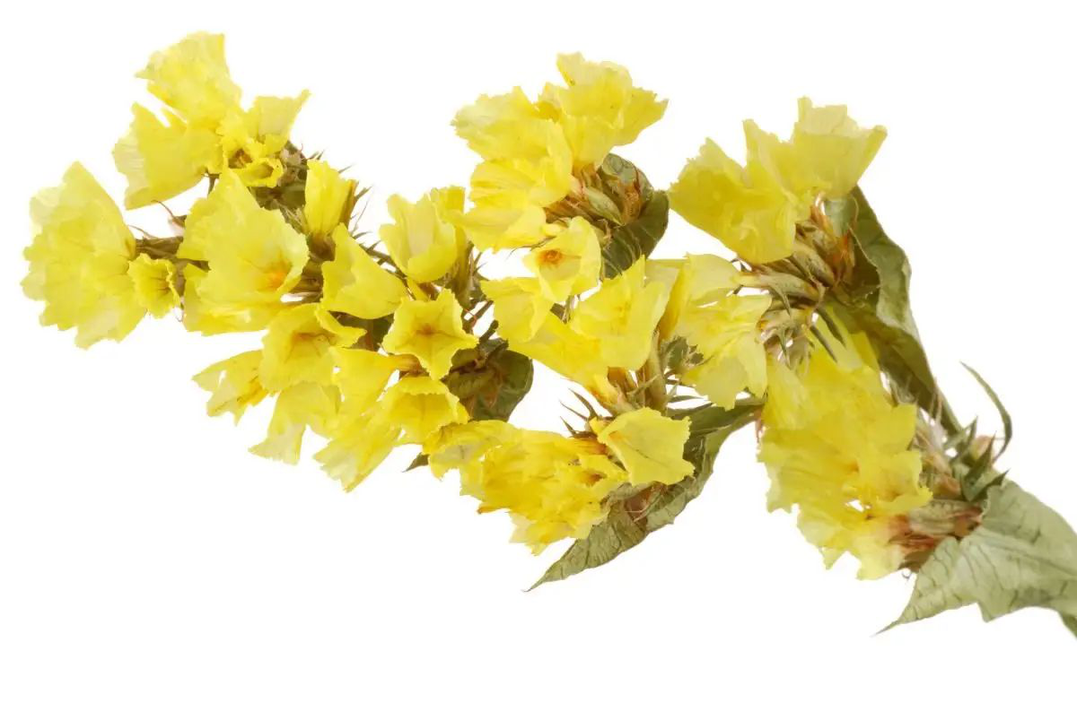 Насіння статиці виїмчатої Золотий берег, 0.1 г, Hem, Голландія, Професійне насіння 2