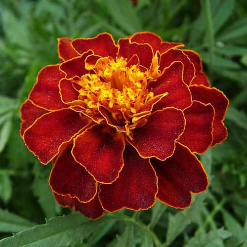 Насіння чорнобривців розлогі Пантера, 0.25г, насіння Леда Агро 2