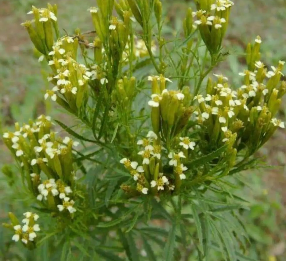 Насіння чорнобривців Хвилина, 0.3г, Hem Zaden, Голландія, насіння Леда Агро 2