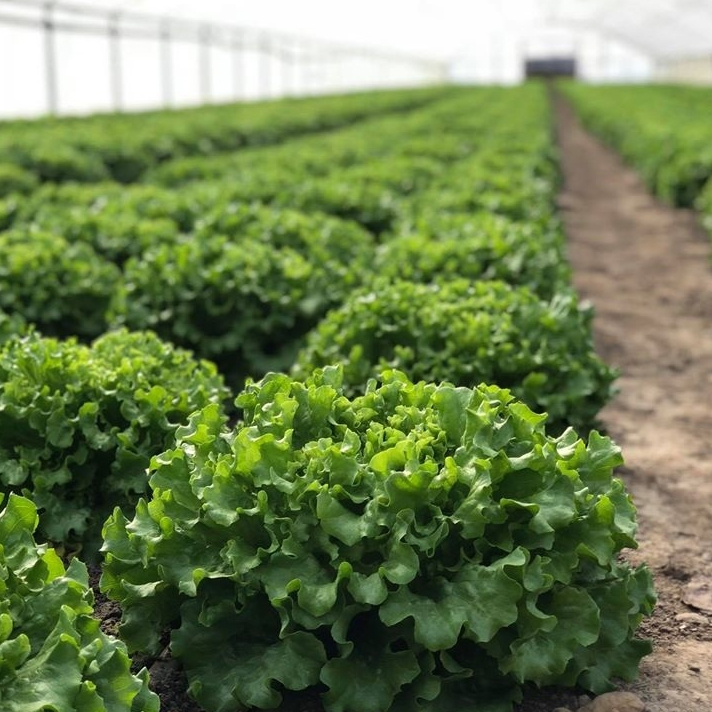 Насіння салату Батавия Кюрле, 10 шт, Yuksel, Туреччина, насіння Леда Агро 2