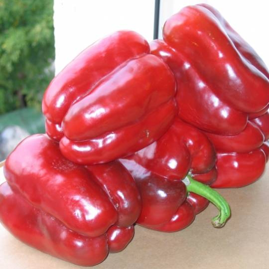 Насіння перцю Клаудіо F1, 8шт, Nunhems, Голландія, Леда Агро 2