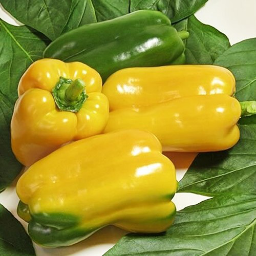 Насіння перцю Джеміні F1, 8шт, Nunhems, Голландія, Насіння Леда Агро 2