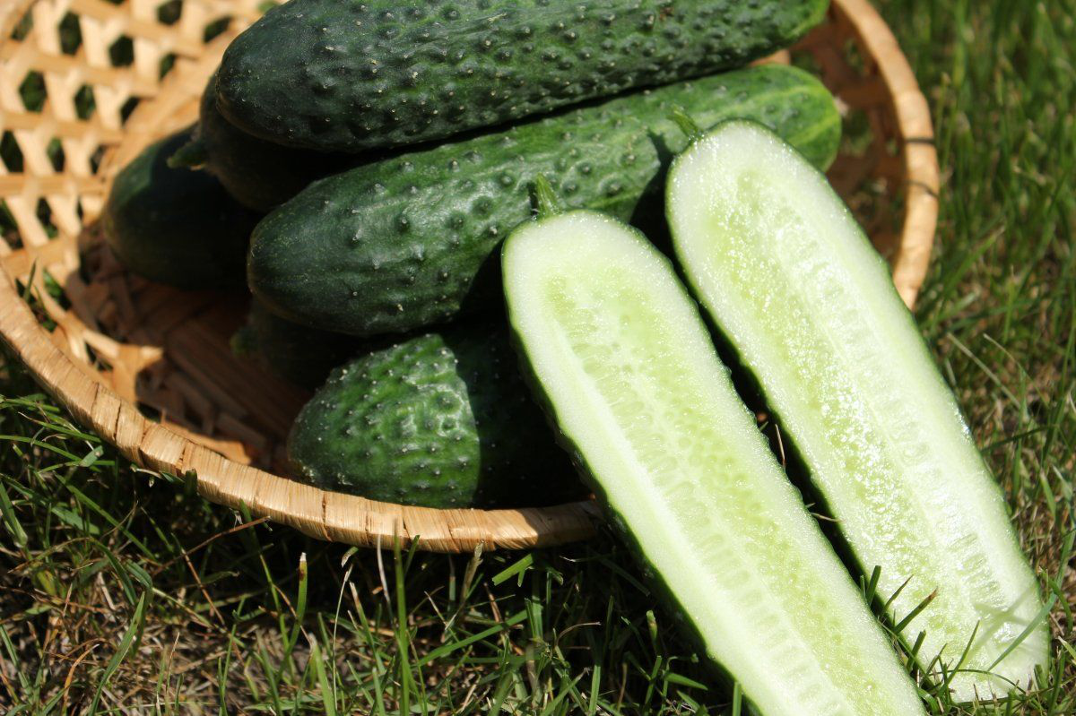 Семена огурца Арктика F1, 10шт, семена Леда Агро 3