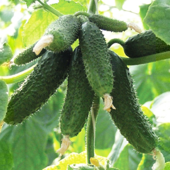 Насіння огірка Пасалімо F1, 10шт, насіння Леда Агро 2