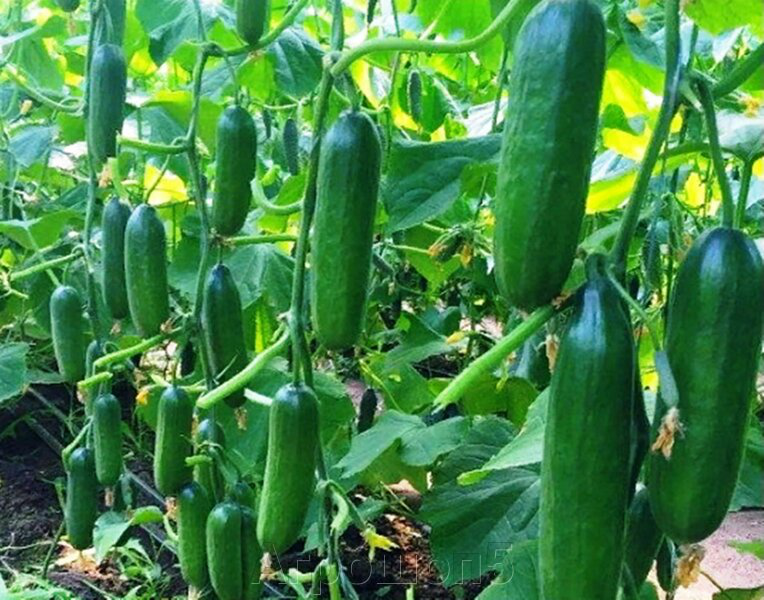 Насіння огірка Супер Бейбі F1, 5шт, Yuksel, Туреччина, насіння Леда Агро 2