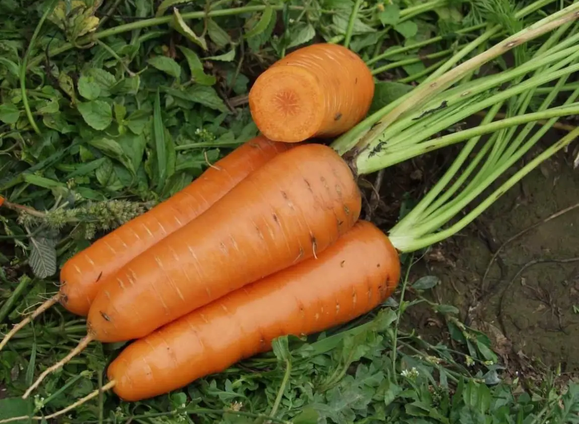 Насіння моркви Канада F1, 400шт, Bejo, Голландія, насіння Леда Агро 2
