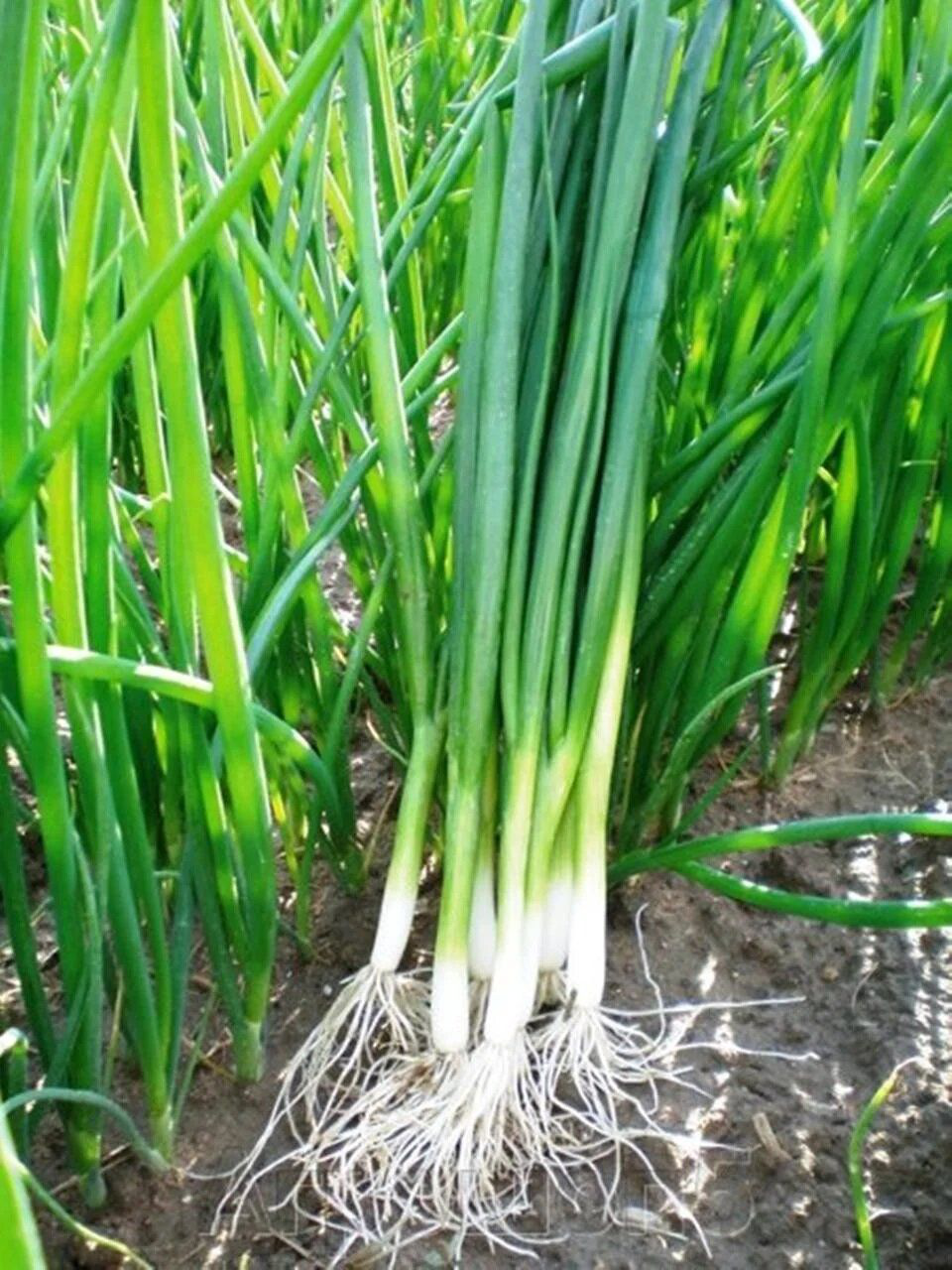 Семена лука на перо Байа Верде F1, 100шт, Seminis, Голландия, семена Леда Агро 2