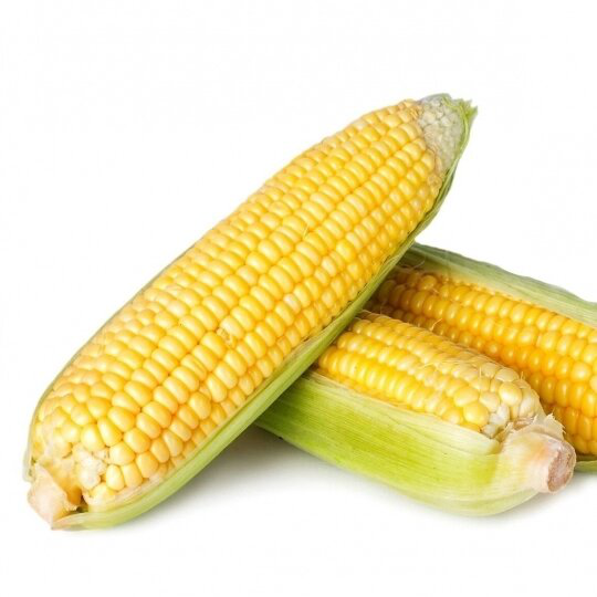 Насіння кукурудзи Оватона F1, 20 шт, Clause, Франція, Леда Агро 2