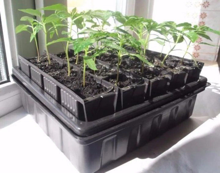Инновационная кассетная система для рассады на 20 ячеек 5