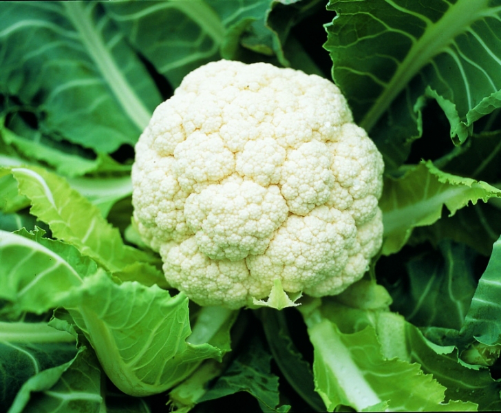 Насіння капусти кольорової Гудмен, 10шт, Bejo, Голландія, Леда Агро 2