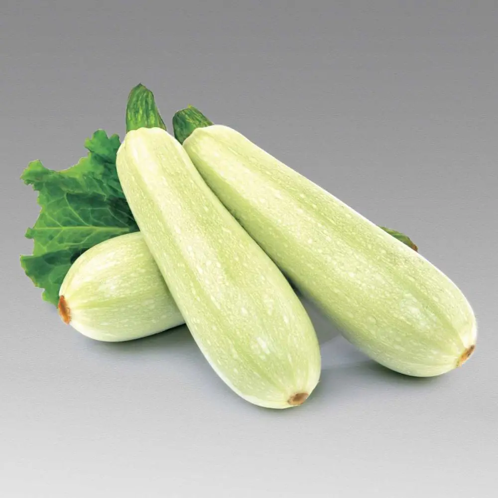 Насіння кабачка Кавили F1, 5шт, Nunhems, Голандія, насіння Леда Агро 2