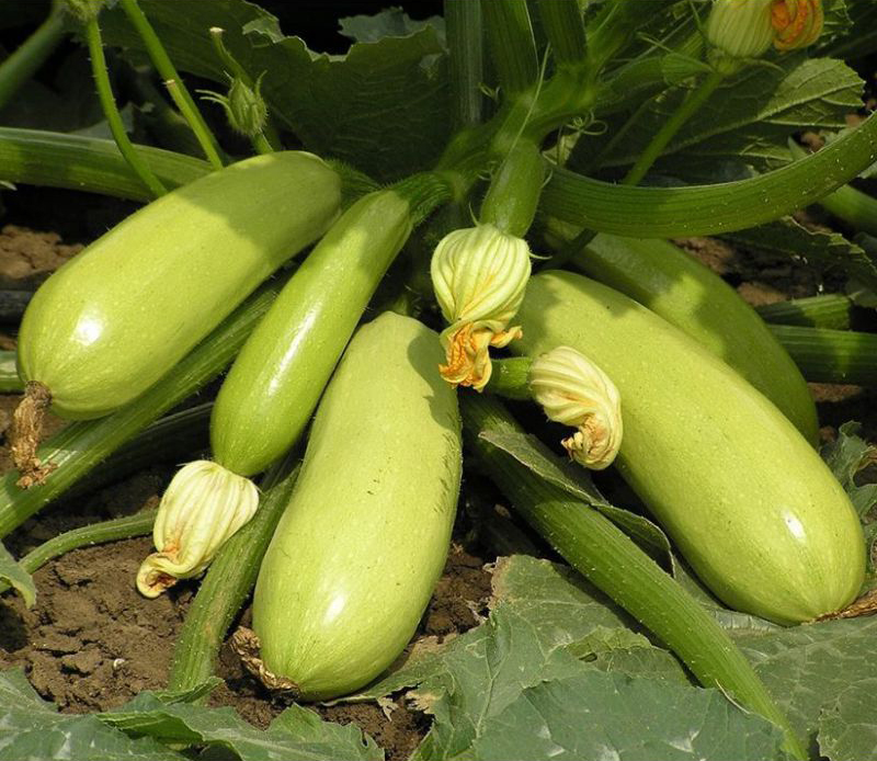 Семена кабачка Искандер F1, 5шт, Seminis, Голландия, семена Леда Агро 2