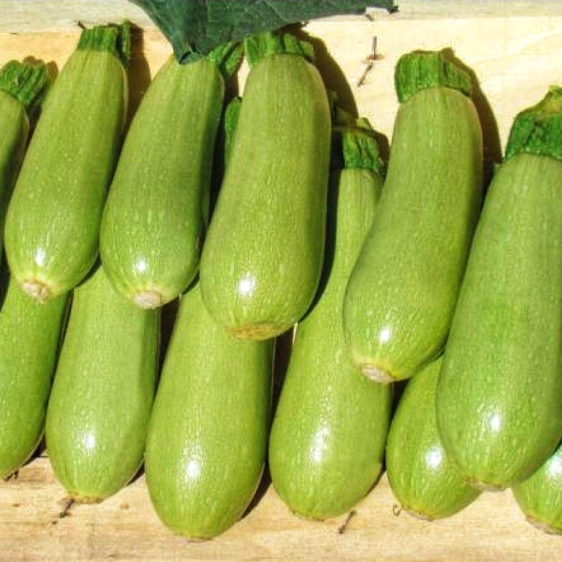 Семена кабачка раннего Асма F1, 5шт, Clause, Франция, семена Леда Агро 2
