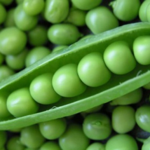 Семена гороха Скинадо, 20шт, Syngenta, Голландия, семена Леда Агро 2