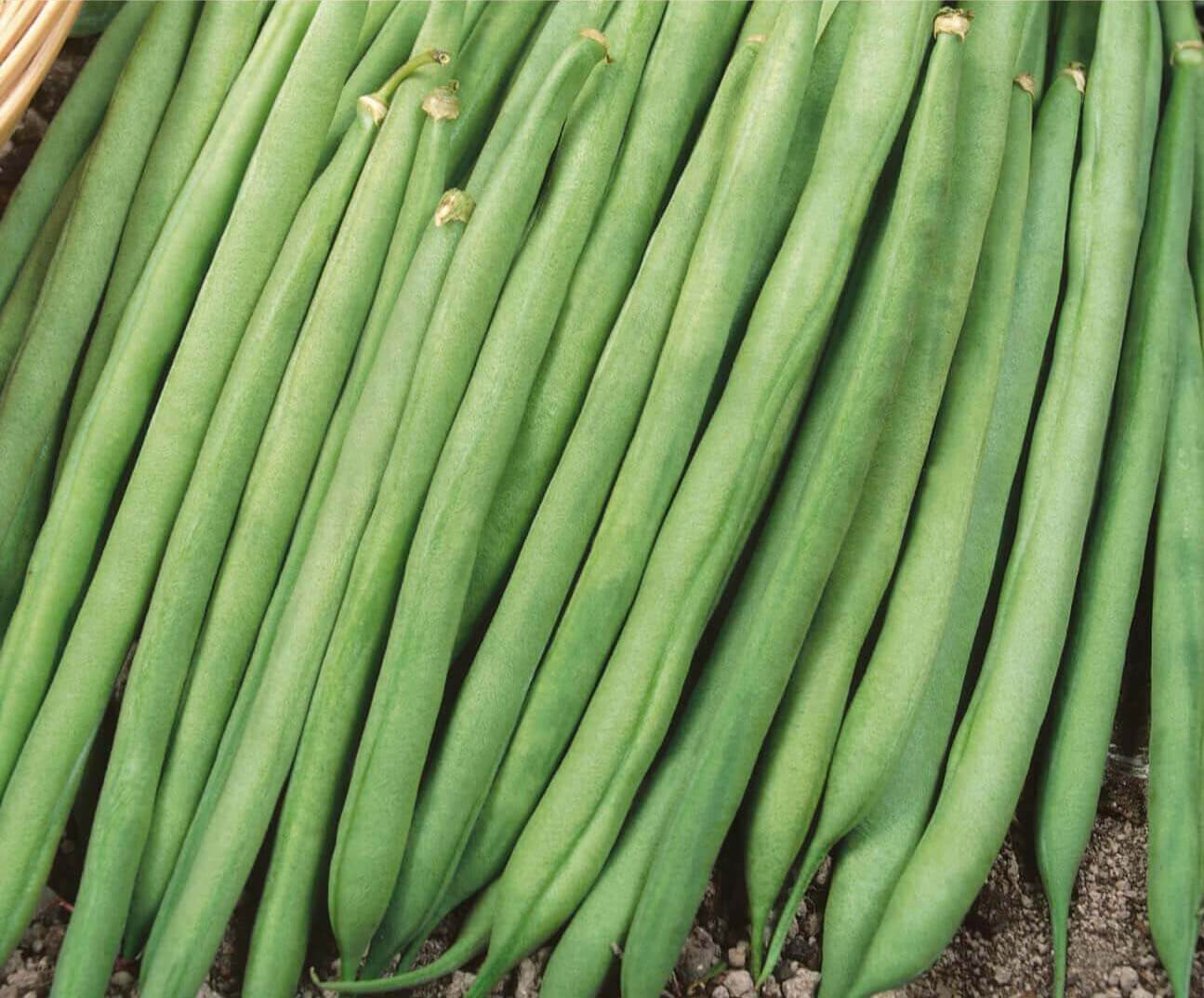 Насіння квасолі спаржевої Матильда, 15шт, Graines Voltz, Леда Агро 3