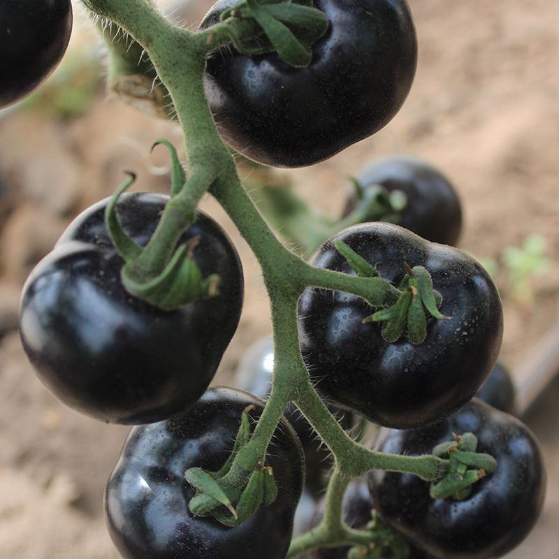 Семена томата Нуар де Крим, 10шт, Graines Voltz, Леда Агро 3