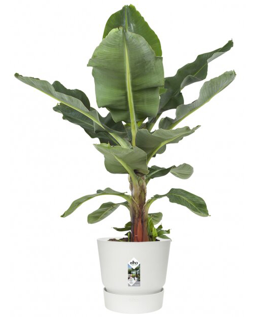 Горшок Elho Greenville Round, 30 см, белый (332259) 3