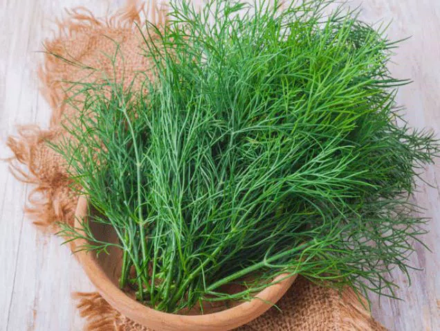 Насіння кропу Кустовий, 10г, Садиба Центр 2