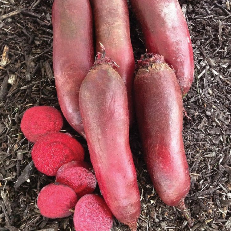 Насіння буряка Таунус, 200шт, Bejo, Голландія, насіння Садиба Центр 2