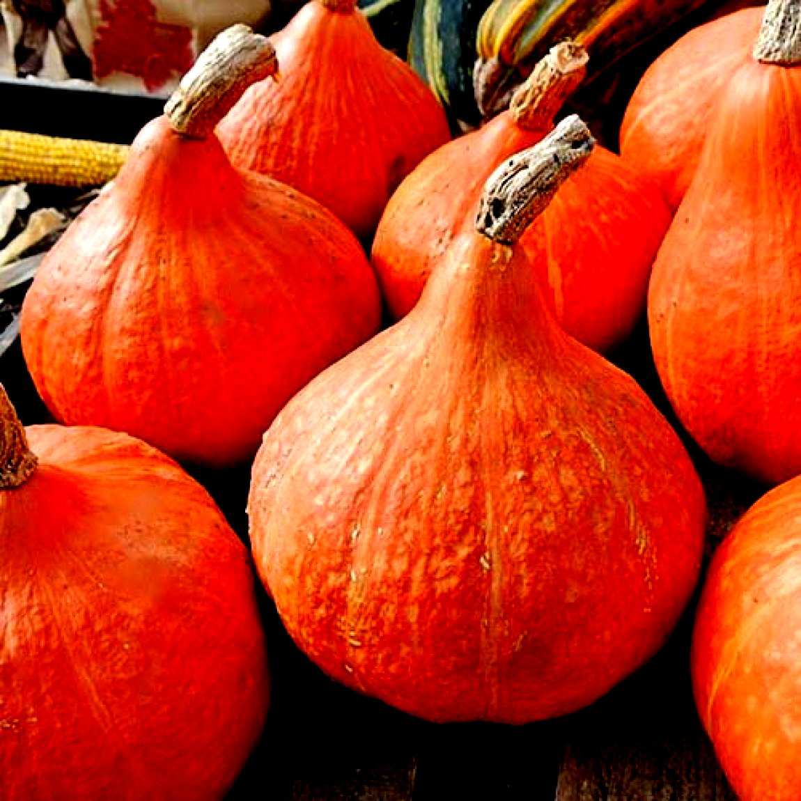 Семена тыква Кендисвит, 8шт, GSN Semences, Франция, семена Садиба Центр 2