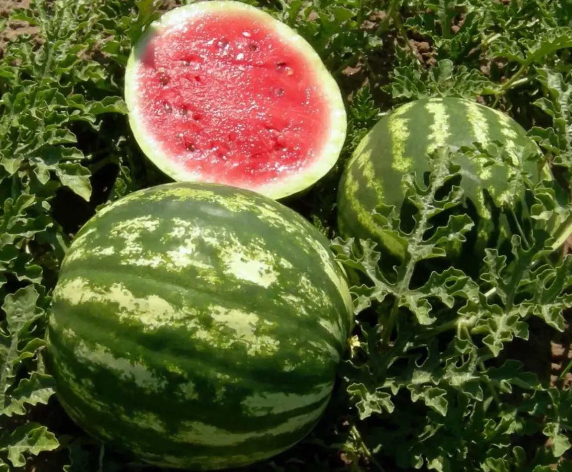 Семена арбуза Изумруд F1, 5шт, Satimex, Германия, семена Садиба Центр 2