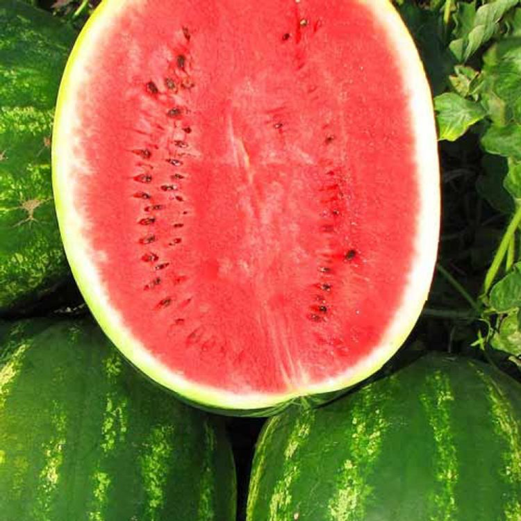 Насіння кавуна Топ Ган F1, 8шт, Syngenta, Голандія, Садиба Центр 2