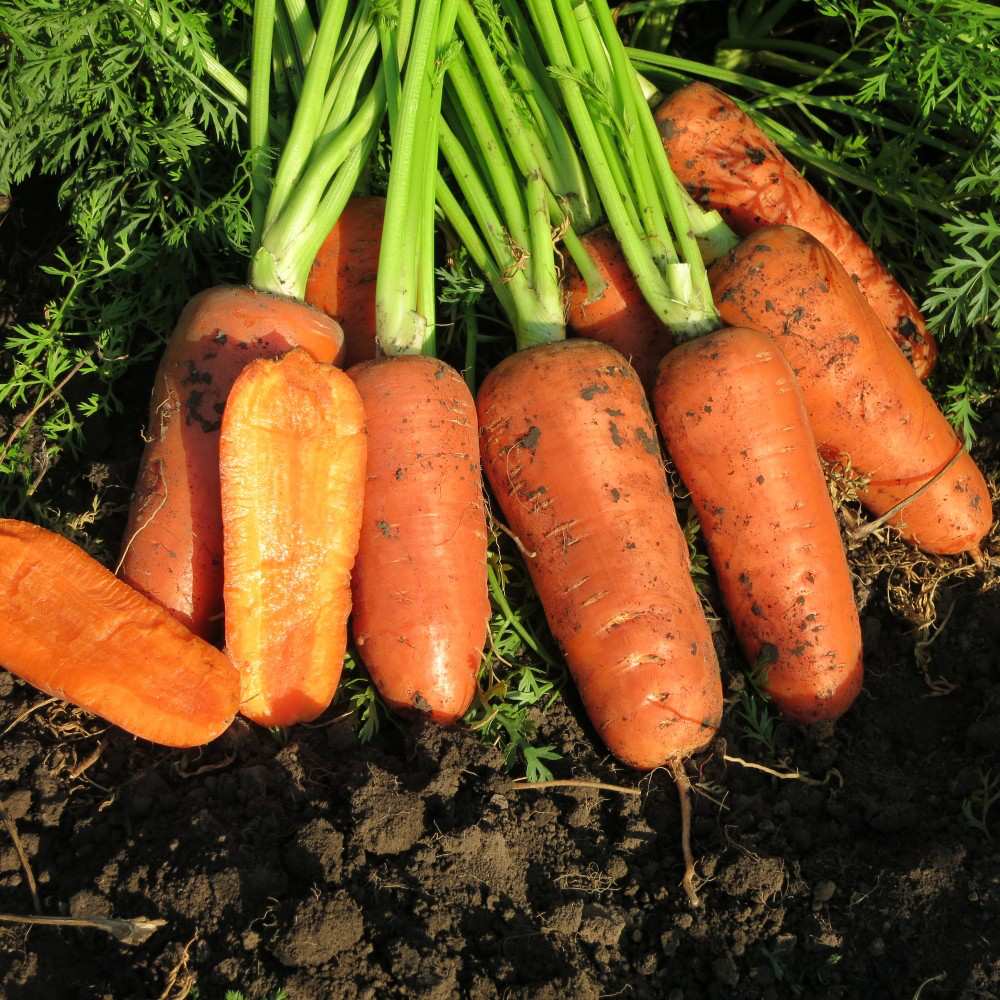 Семена моркови Абако, 400шт, Seminis, Голландия, семена Садиба Центр 2