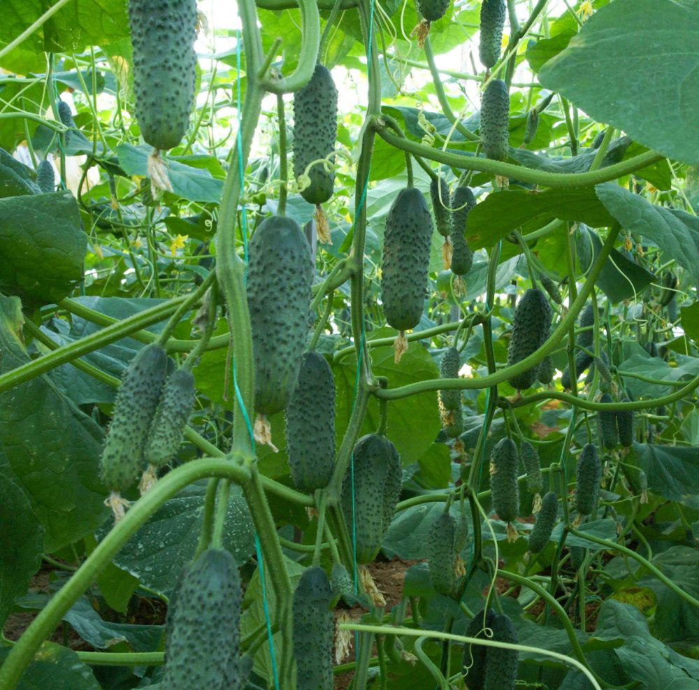 Насіння огірка Анніка F1, 50шт, Satimex, Німеччина, насіння Садиба Центр 2