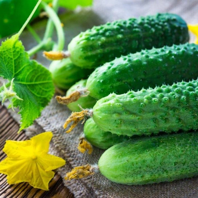 Семена огурца Эколь F1, 10шт, Syngenta, Голландия, семена Садиба Центр 2