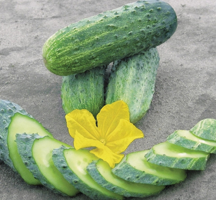 Семена огурца Криспина F1, 10шт, Nunhems, Голландия, семена Садиба Центр 2