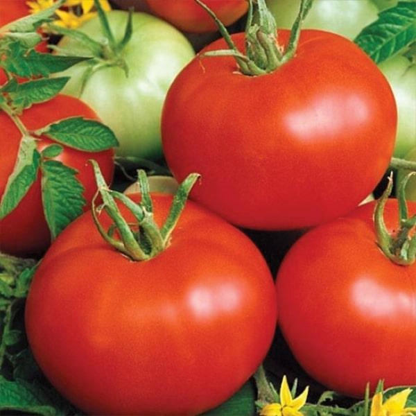 Семена томата Бобкат F1, 20шт, Syngenta, Голландия, семена Садиба Центр 2