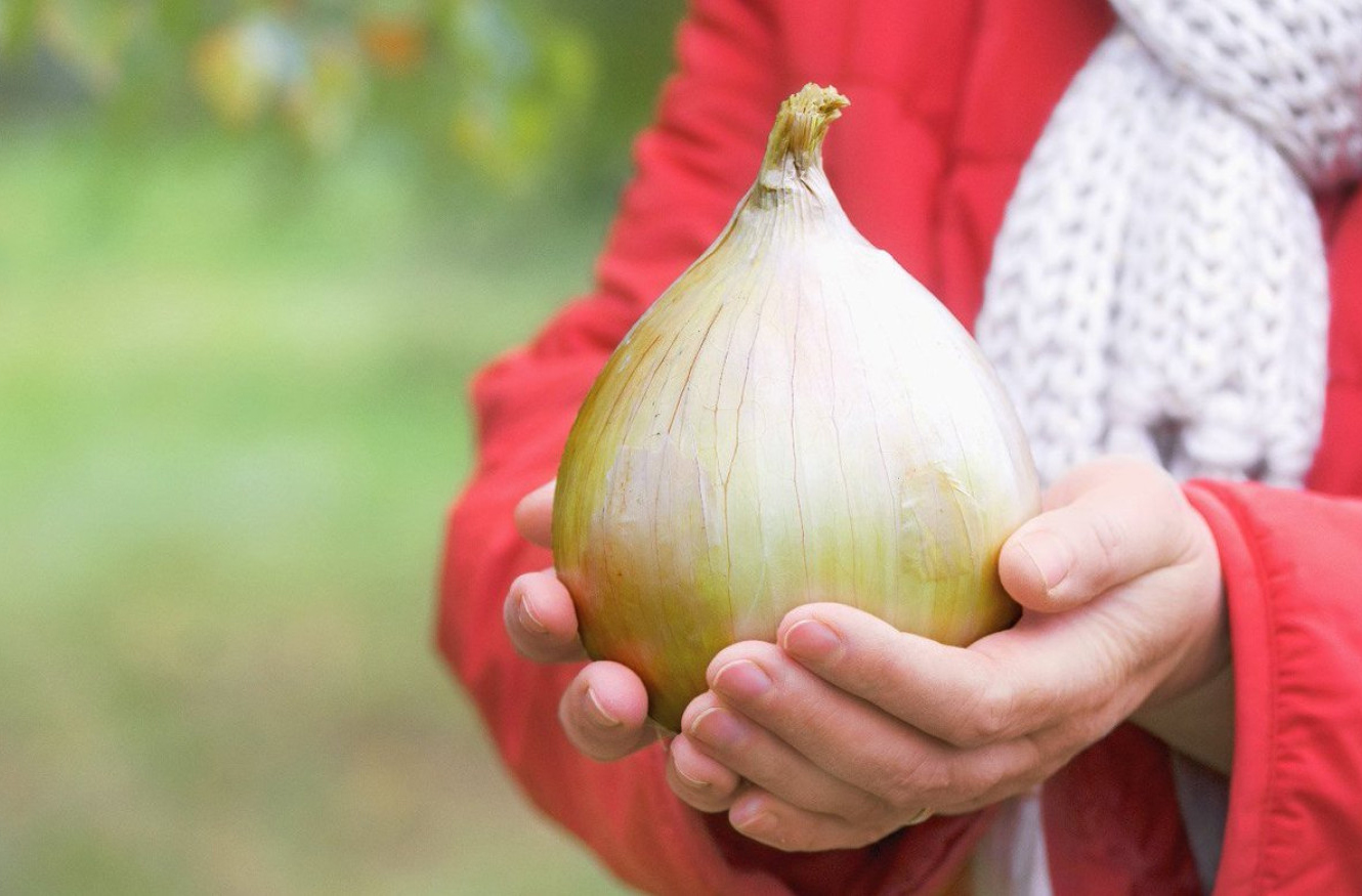 Насіння цибулі Ексібішн, 100шт, Bejo, Голландія, насіння Садиба Центр 2