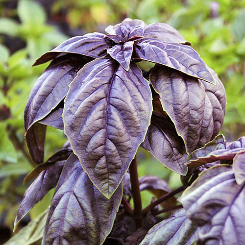 Семена базилика фиолетового Рози, 0.2г, Enza Zaden, Голландия, Садиба Центр 2