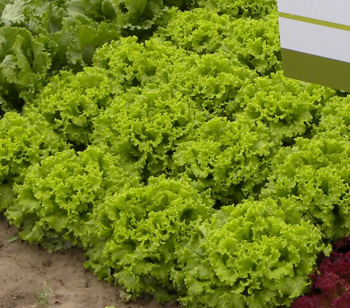 Семена салата Фанли Батвия, 30шт, Syngenta, Голландия, семена Садиба Центр 2