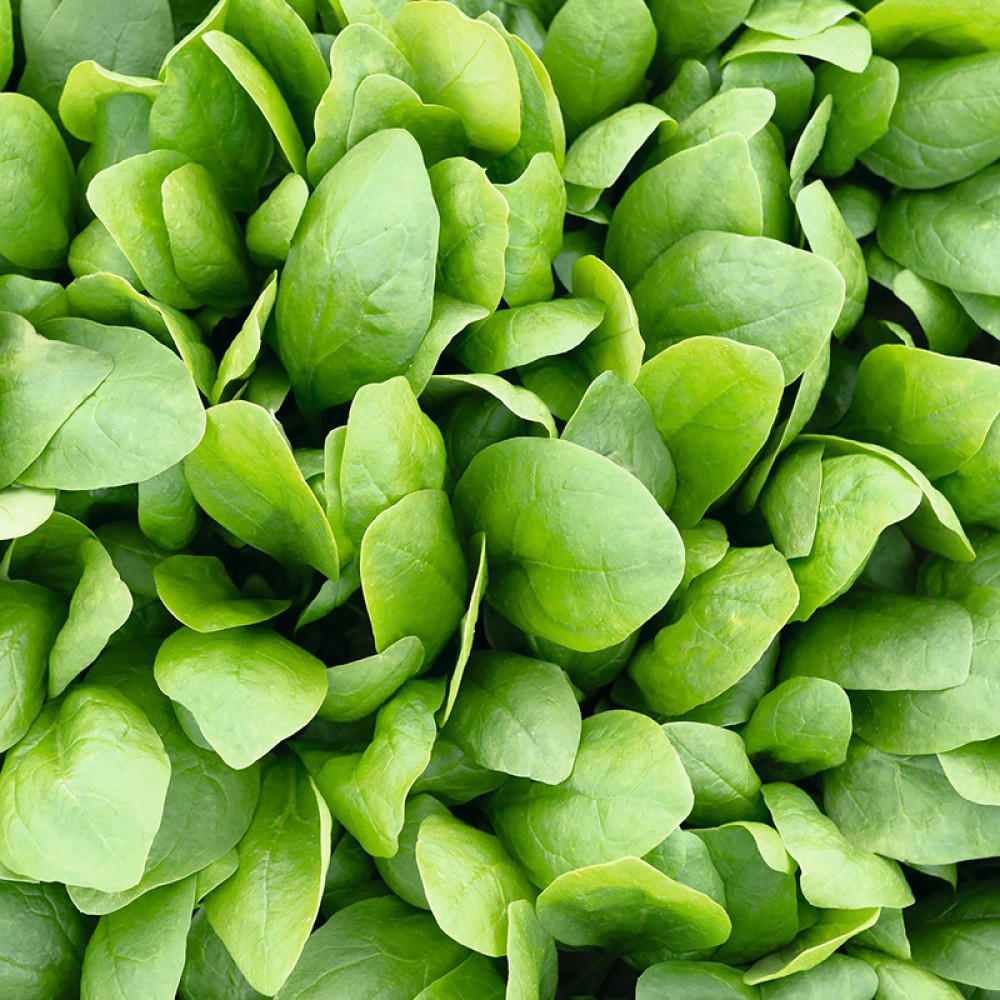 Семена шпината Спирос, 200шт, Bejo, Голландия, семена Садиба Центр 2