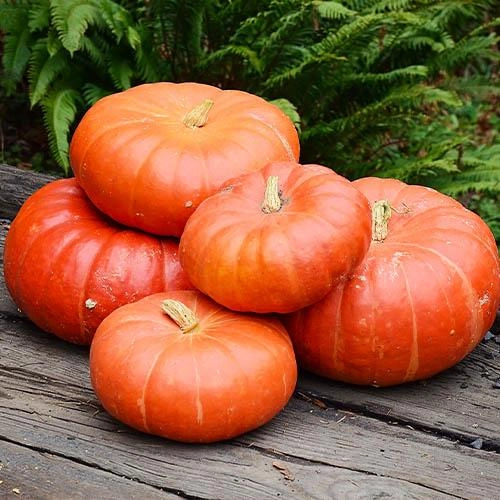 Семена тыквы Руж Виф д'Этамп, 8шт, Clause, Франция, Садиба Центр 2