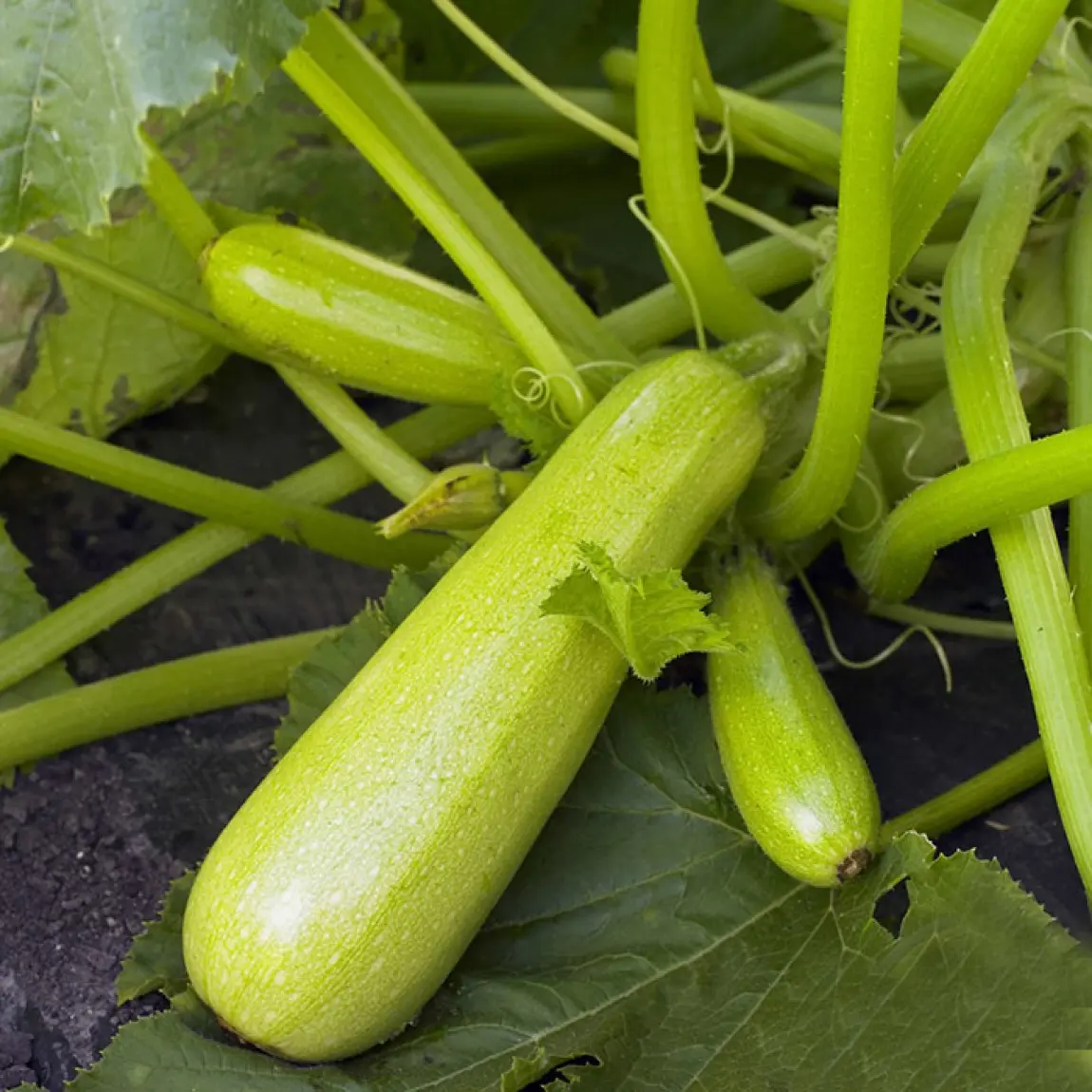 Насіння кабачка Карізма F1, 5шт, Syngenta, Голандія, насіння Садиба Центр 2